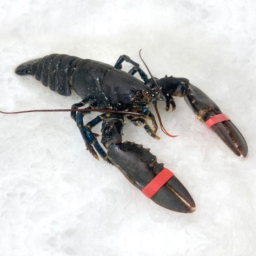Bogavante azul