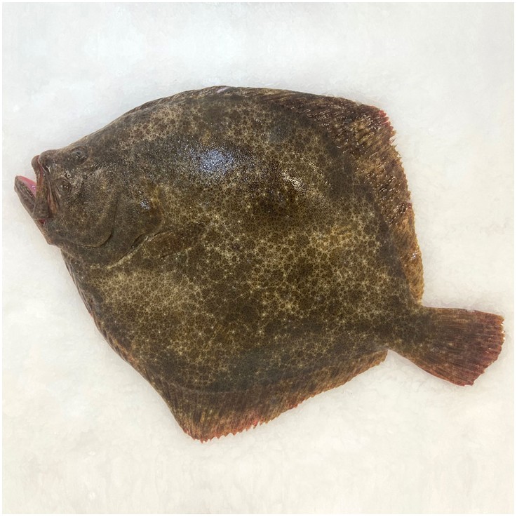 Rodaballo salvaje atlántico