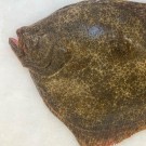Rodaballo salvaje atlántico