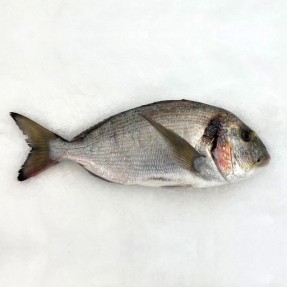 Dorada Salvaje
