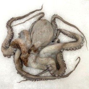 Pulpo