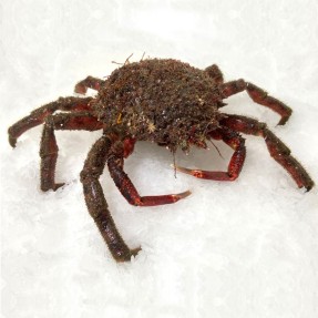 Centolla gallega (hembra)