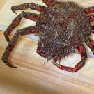 Centolla gallega (hembra)