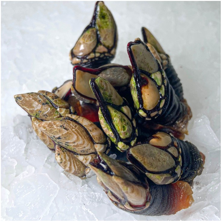 Comprar Percebes Gallegos Online De La Ría En Bocadodemar