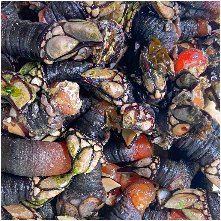 Comprar Percebes Gallegos Online De La Ría En Bocadodemar