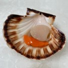 Vieira gallega
