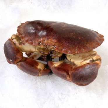 Buey de mar Gallego