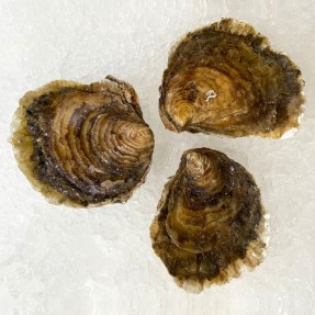 Ostra