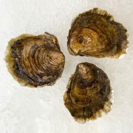 comprar ostras de Galicia y marisco gallego en bocadodemar.com