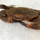 Nécora gallega de la Ría