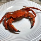 Nécora gallega de la Ría