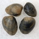 Almeja Fina