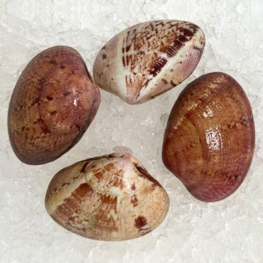 Almeja rubia