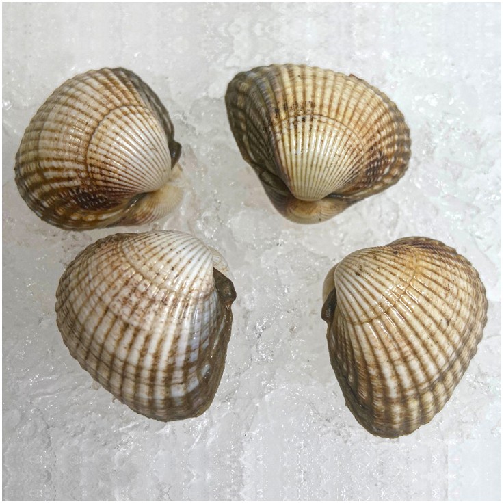 Berberecho
