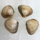 Berberecho