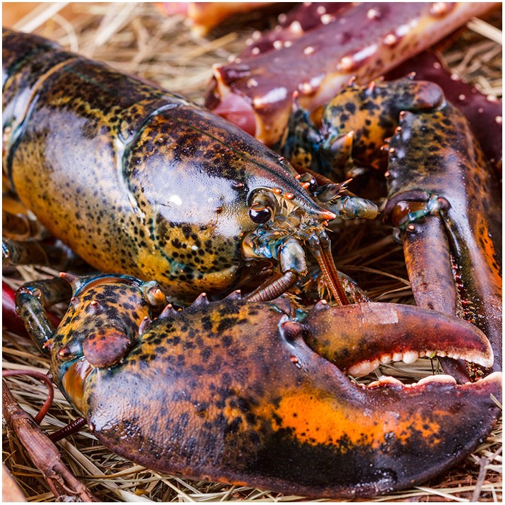 Bogavante canadiense