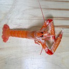 Cigalas