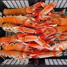 Cigalas