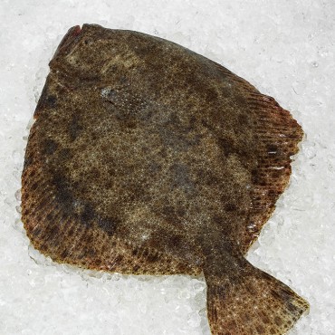 Rodaballo de piscifactoría o cultivo