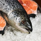 Salmón
