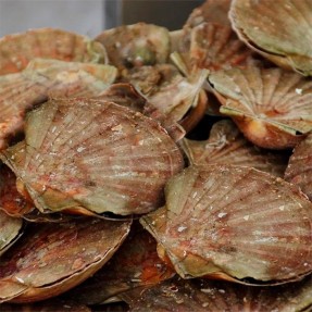 Zamburiña gallega